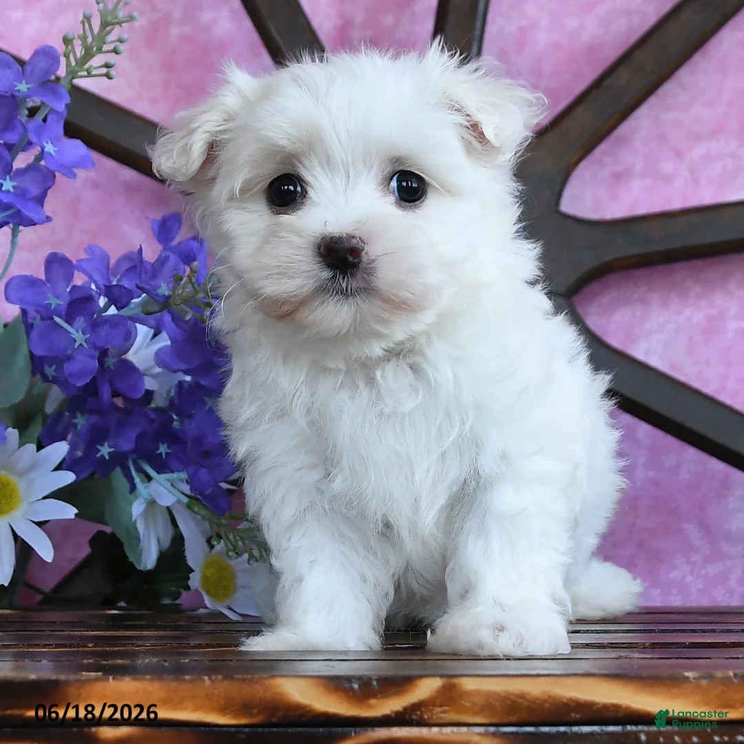 Maltese dogs for sale: Odette - Ad 2