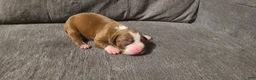 American Bully dogs for sale: Edward - Ad 2
