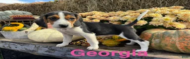 Beagle 4