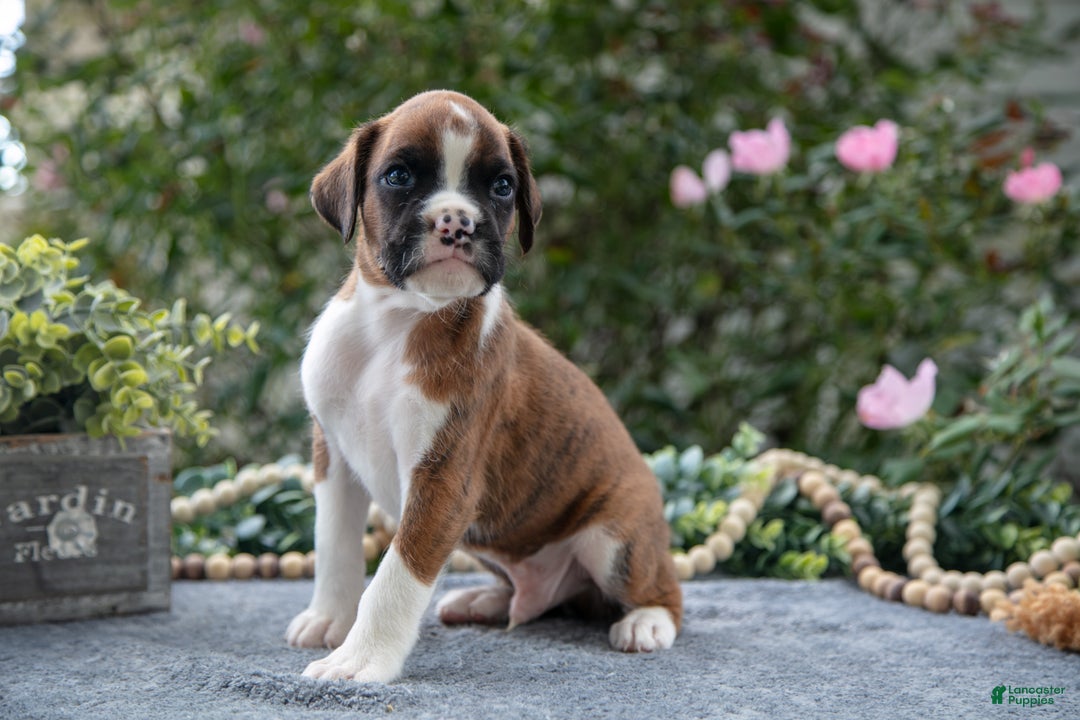 Adoption Boxer Dog Breeders Near Me Baby Miniature Boxer