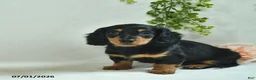 Miniature Dachshund dogs for sale: Garrett - Ad 3