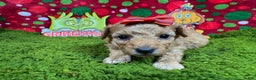 Toy Poodle dogs for sale: Toy Poodle Puppy 4 - Ad 2