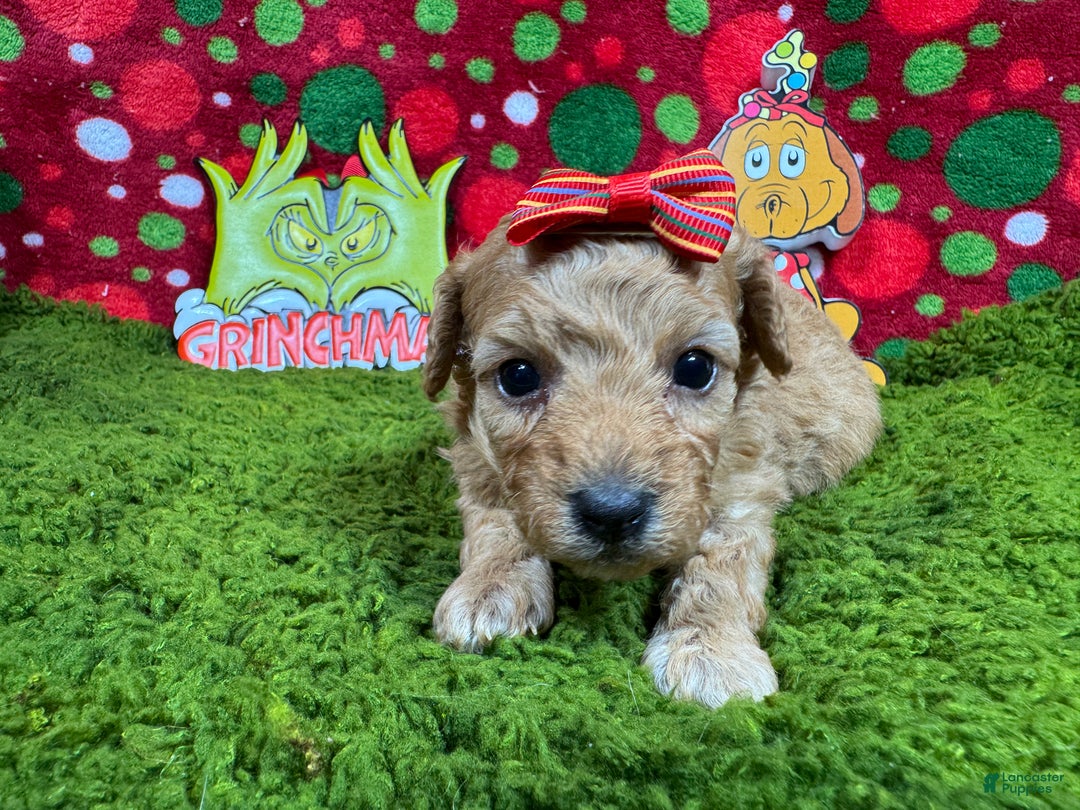 Toy Poodle dogs for sale: Toy Poodle Puppy 4 - Ad 2