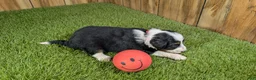 Mini Aussiedoodle dogs for sale: Sunset Girl 2 - Ad 11