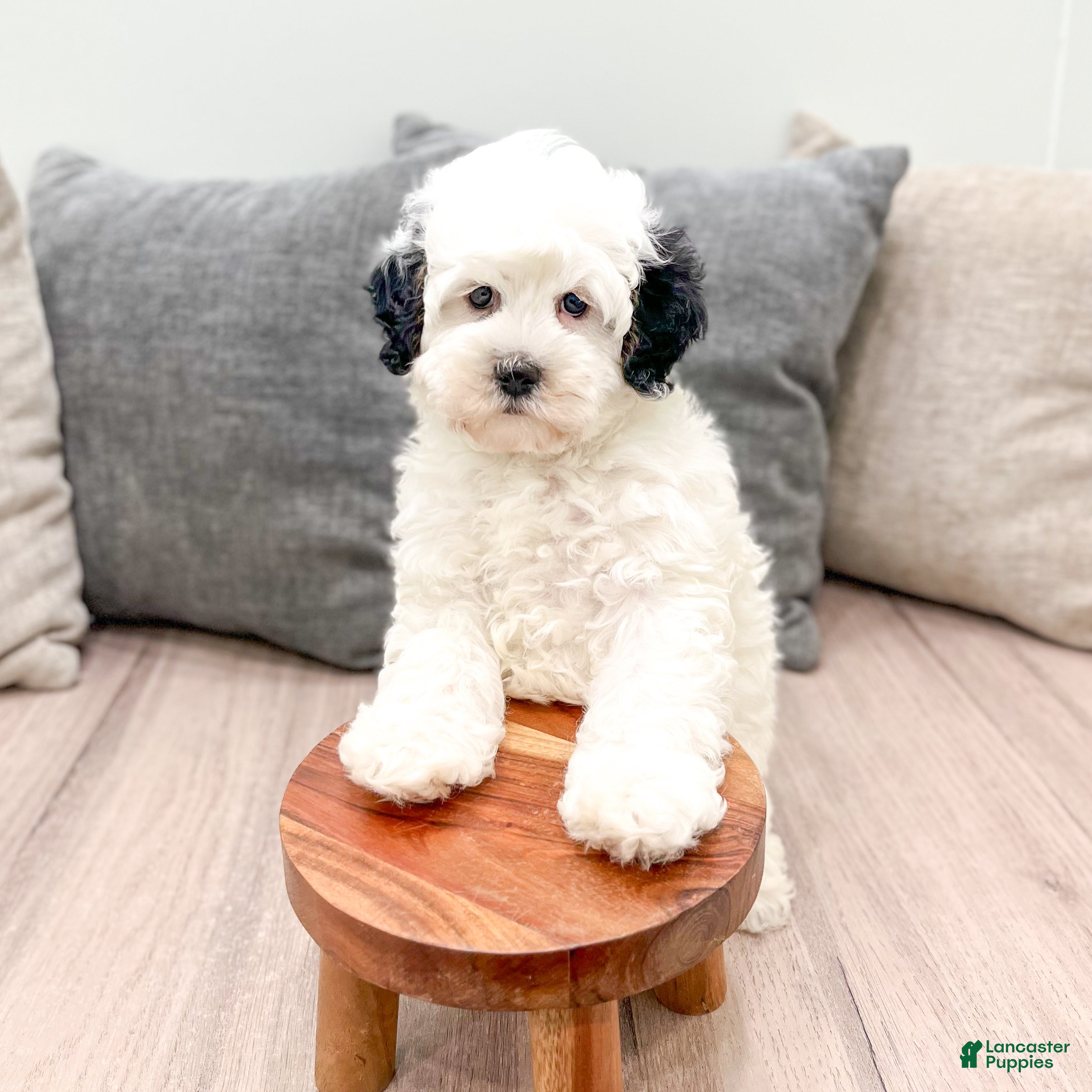 Mini Bernedoodle dogs Starlite - Ad 2