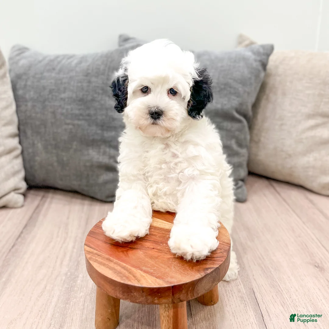 Mixed Breed dogs for sale: Starlite - Ad 2