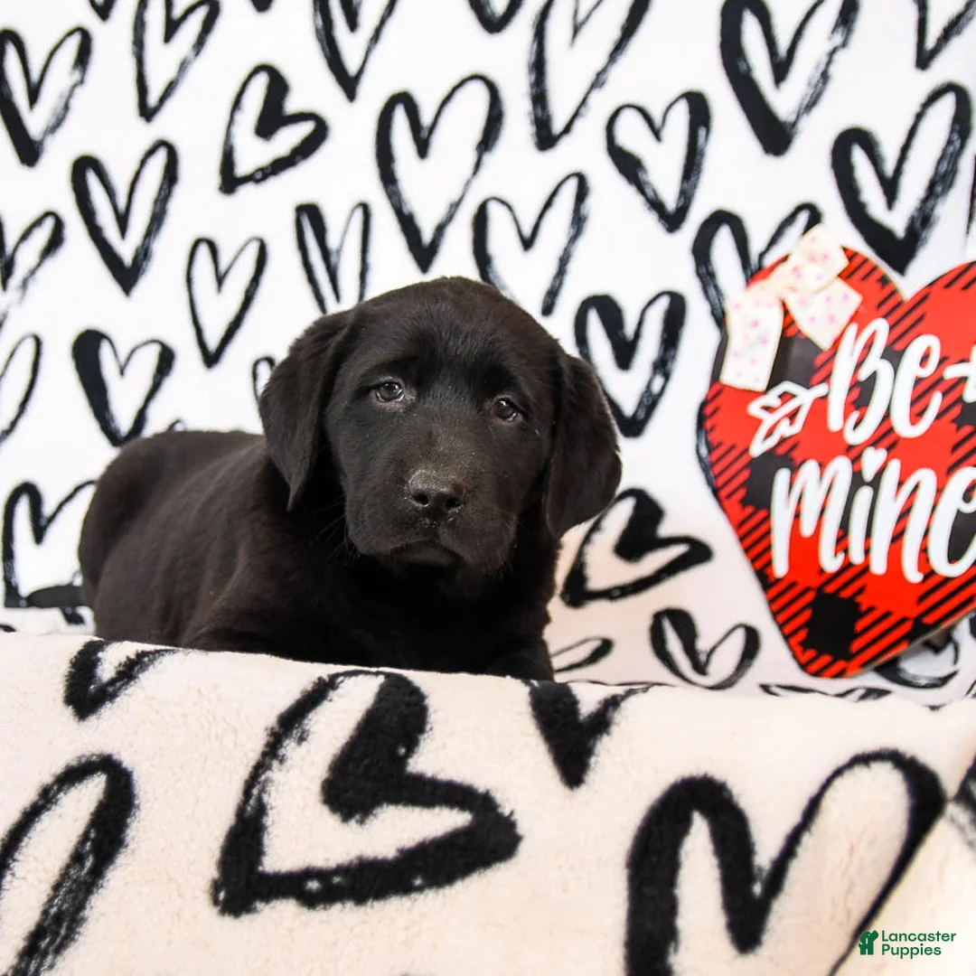 Labrador Retriever dogs for sale: Muffin - Ad 2