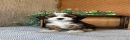 Havanese dogs for sale: Lindy - Ad 5