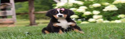 Bernese Mountain Dog dogs for sale: Marcy - Ad 7