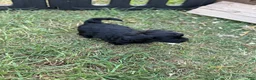 Mixed Breed dogs for sale: Beaux - Ad 1