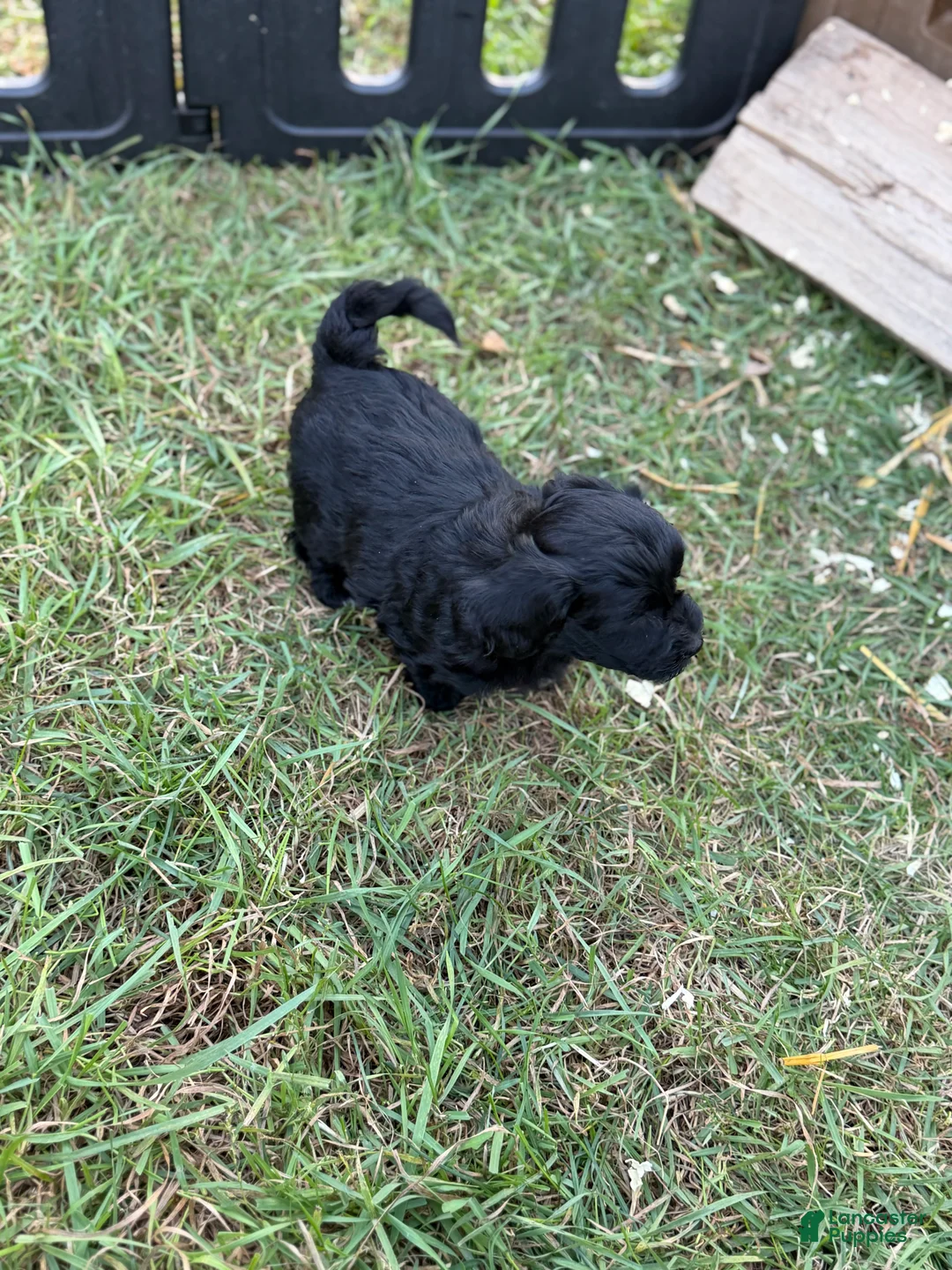 Mixed Breed dogs for sale: Beaux - Ad 1