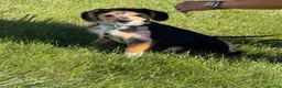 Mixed Breed dogs for sale: Sparky - Ad 3