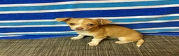 Chihuahua dogs for sale: Dylan - Ad 6