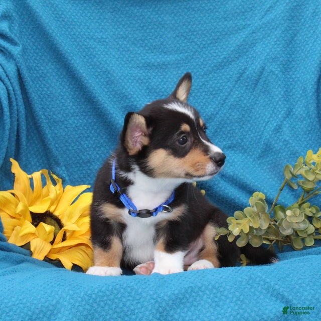 Welsh Corgi Pembroke dogs Pepper - Ad 2