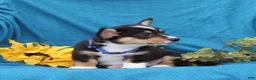 Welsh Corgi Pembroke dogs for sale: Pepper - Ad 2