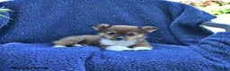 Welsh Corgi Pembroke dogs for sale: Dallas - Ad 4