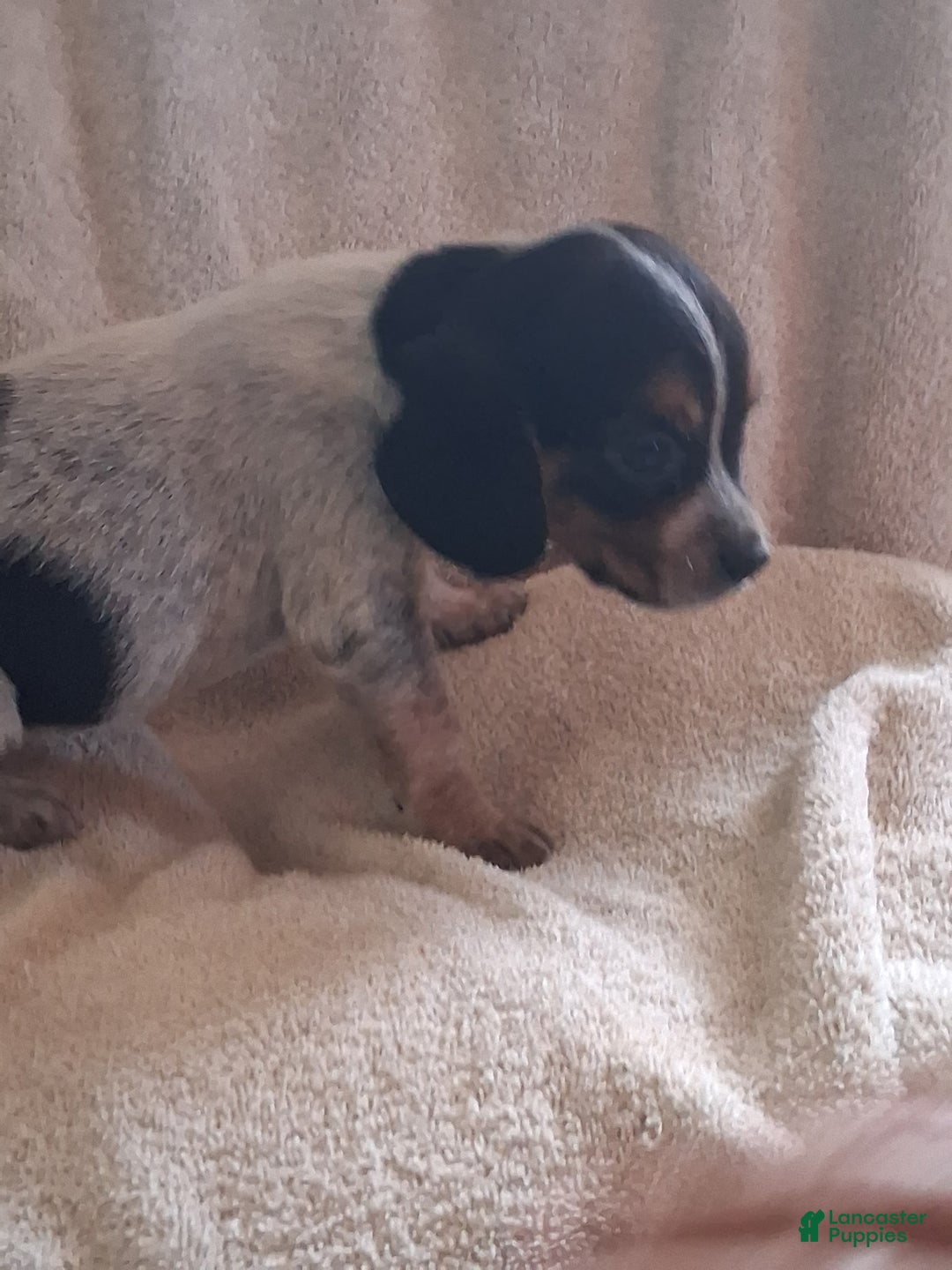 Mixed Breed dogs for sale: Remmy  - Ad 2