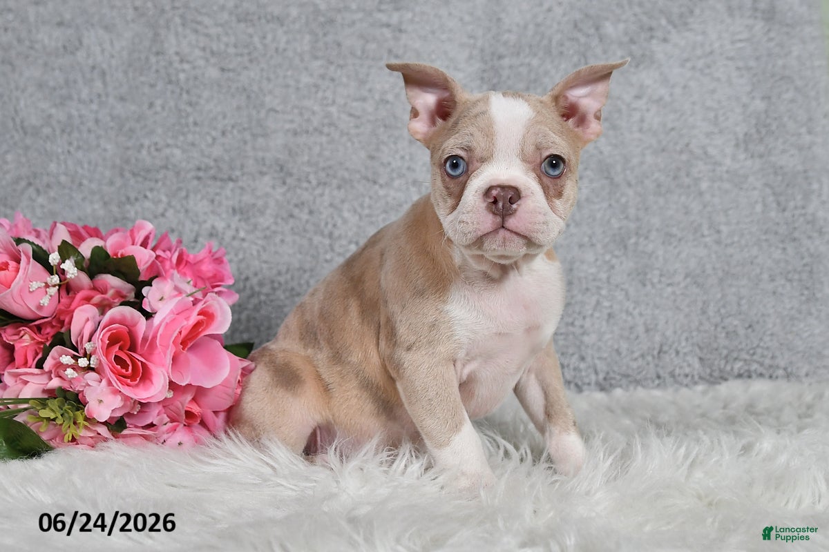 Frenchton dogs Sally - Ad 1
