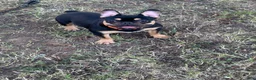 French Bulldog dogs for sale: French Bulldog 1 - Ad 2