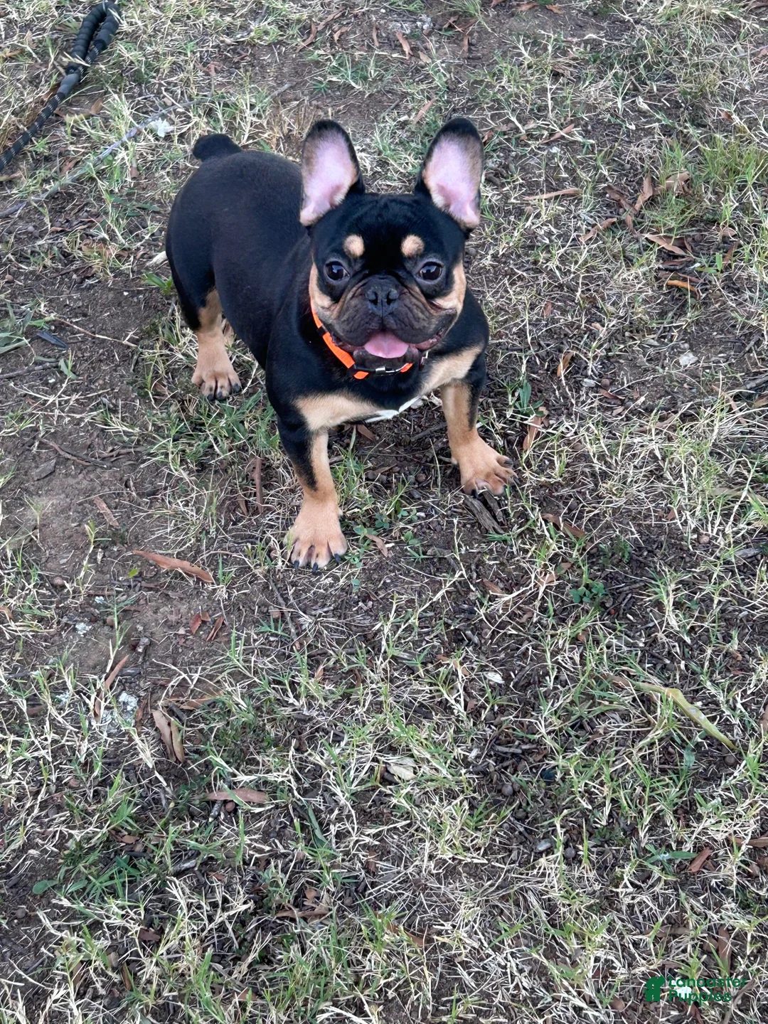 French Bulldog dogs for sale: French Bulldog 1 - Ad 2
