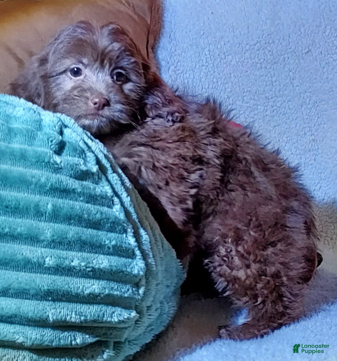 Shih Tzu dogs for sale: Easton - Ad 3