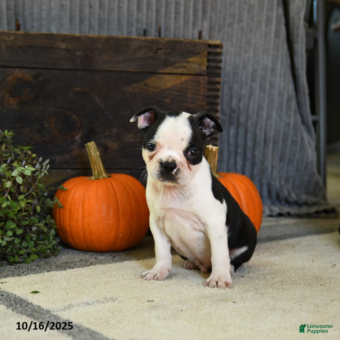 Boston Terrier dogs for sale: King - Ad 8