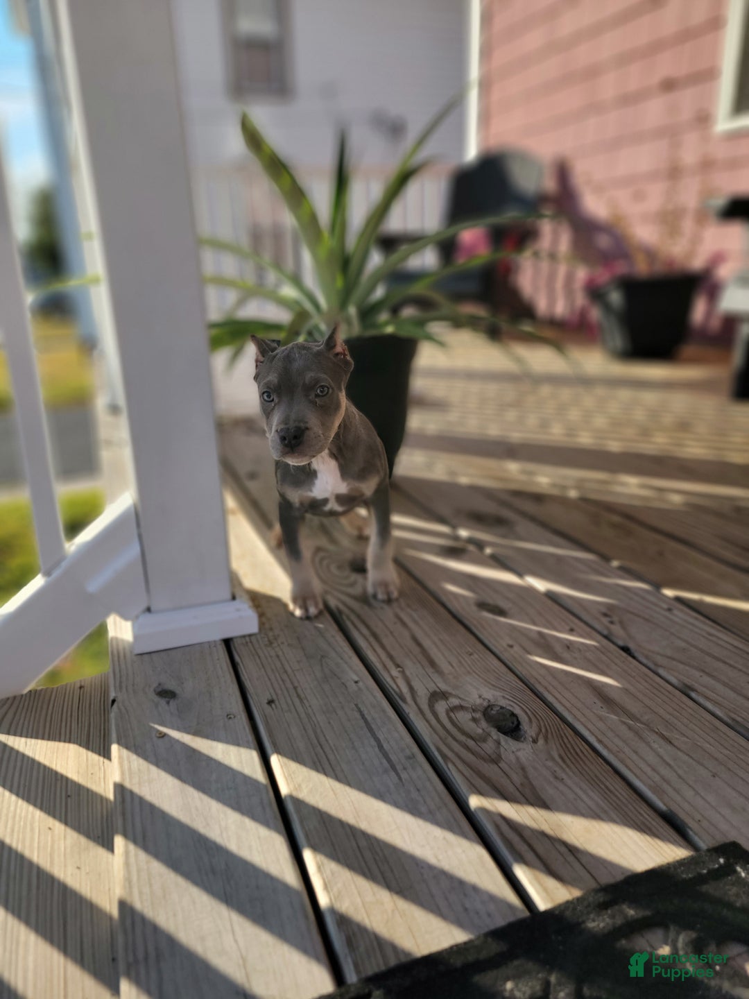 American Bully dogs for sale: American Bully Puppy 2 - Ad 2