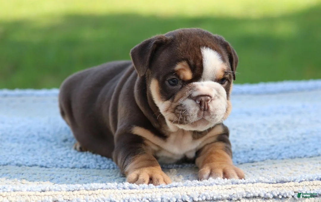 English Bulldog dogs for sale: English Bulldog Puppy 2 - Ad 2