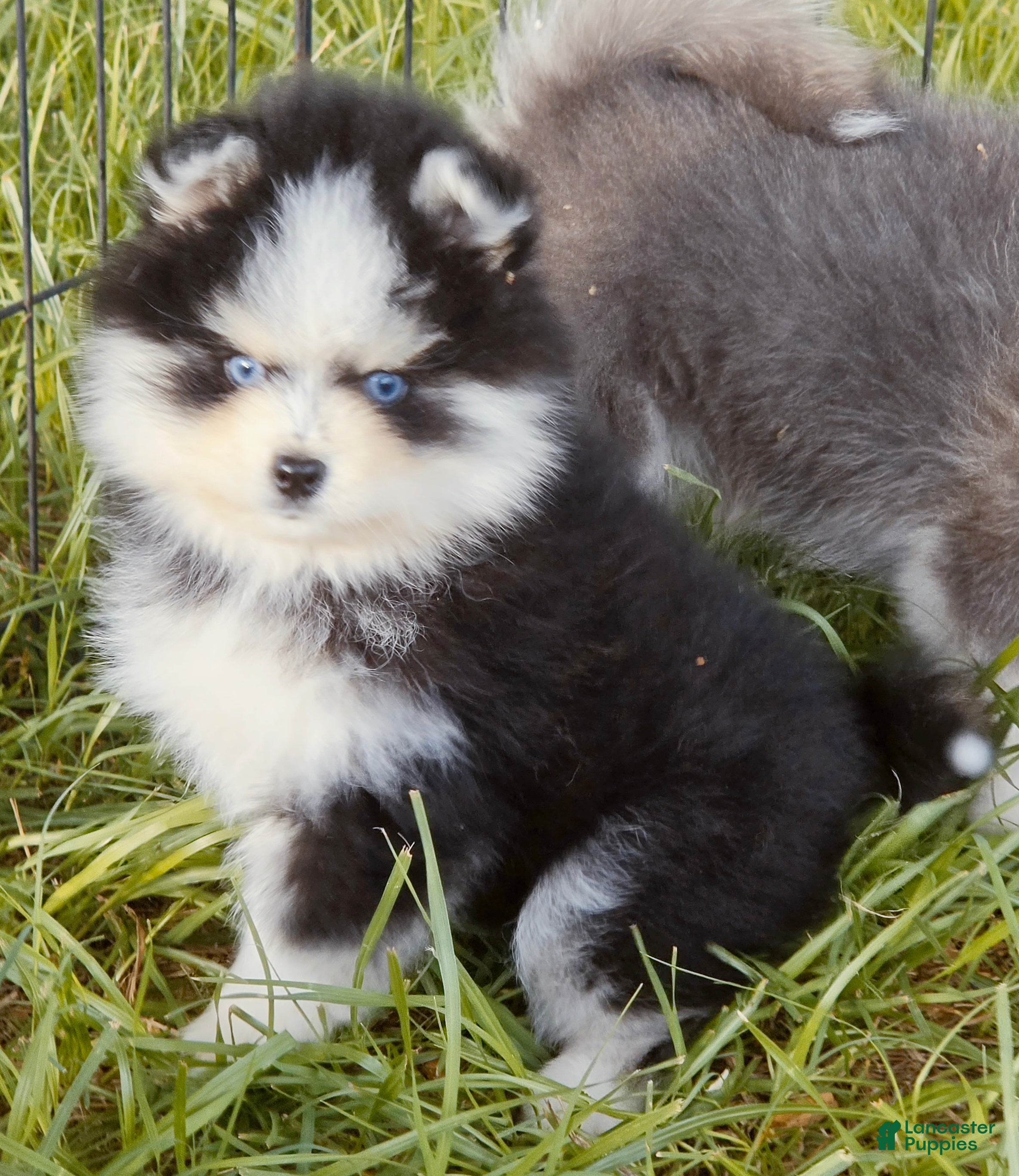 Pomsky dogs Calypso  - Ad 9