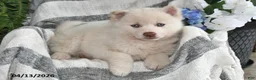 Pomsky dogs for sale: Marshmallow - Ad 5