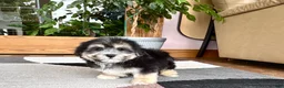 Mixed Breed dogs for sale: Lhasa/Maltese boy 2  - Ad 5