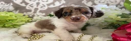 Miniature Dachshund dogs for sale: Maci - Ad 7