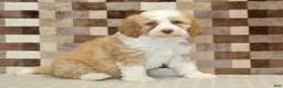 Mini Bernedoodle dogs for sale: Harley - Ad 4