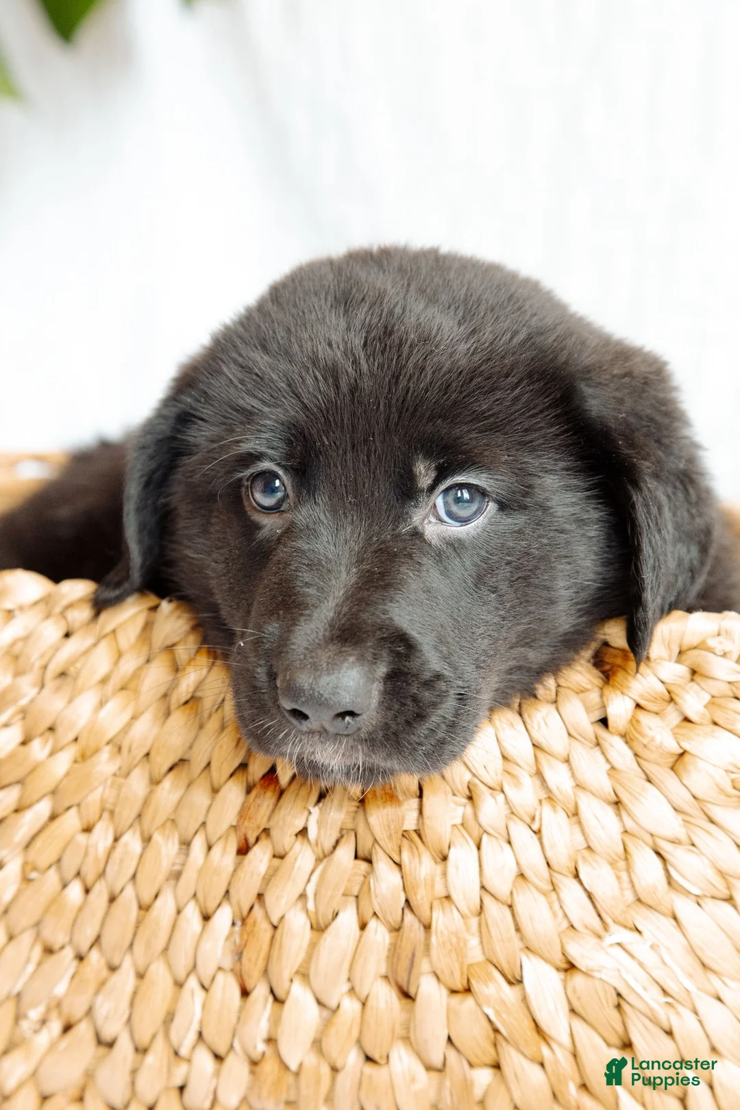 Mixed Breed dogs for sale: Juno - Ad 1