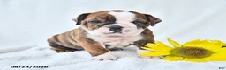 Olde English Bulldogge dogs for sale: Dana - Ad 4