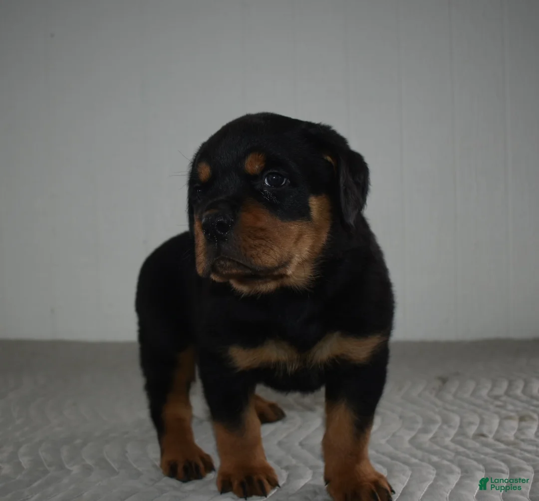 Rottweiler dogs for sale: Russell - Ad 3
