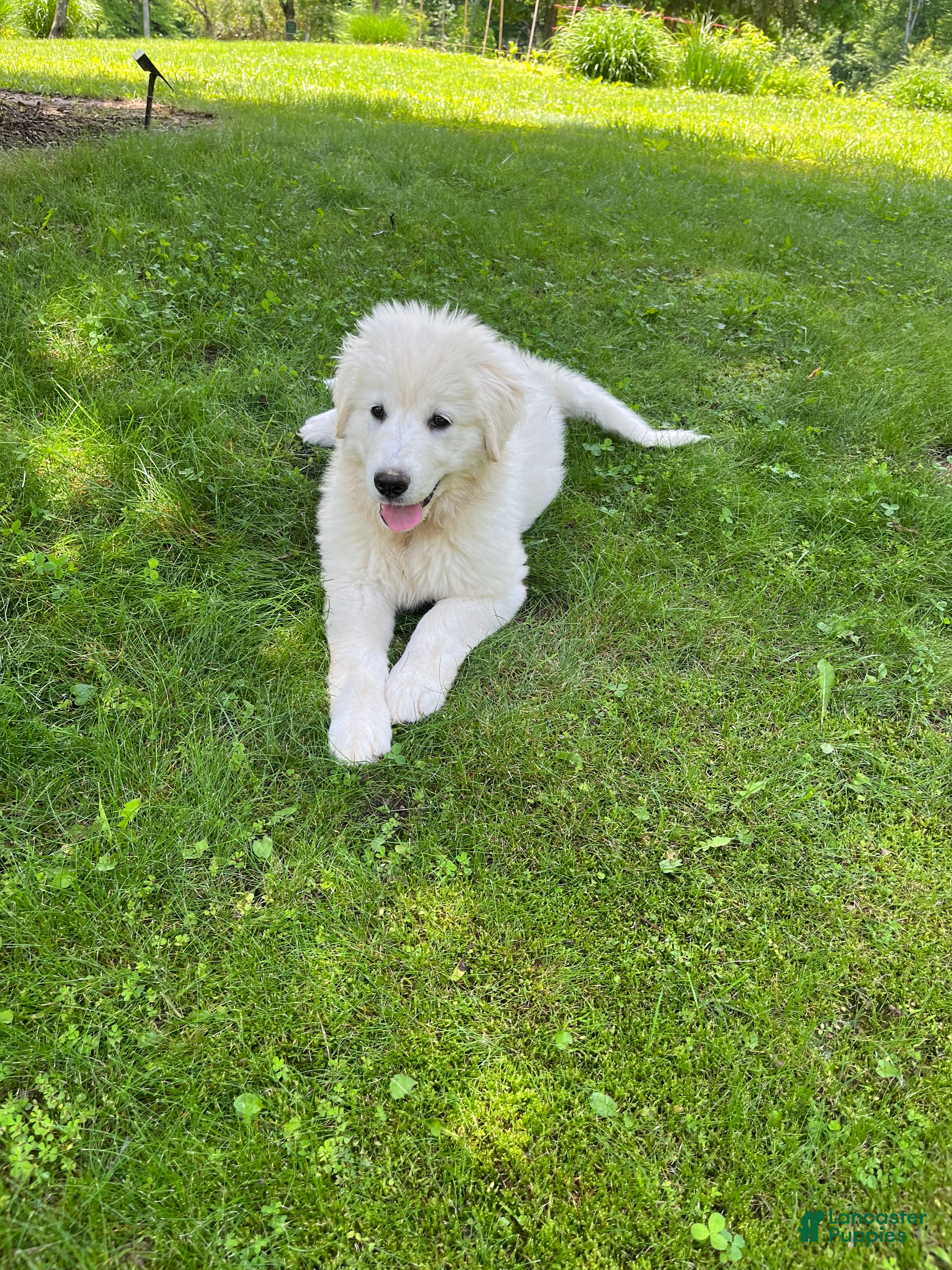 Mixed Breed dogs Pom Pom - Ad 1