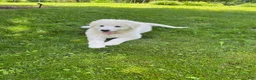 Mixed Breed dogs for sale: Pom Pom - Ad 1