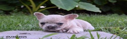 French Bulldog dogs for sale: Kristi - Ad 7