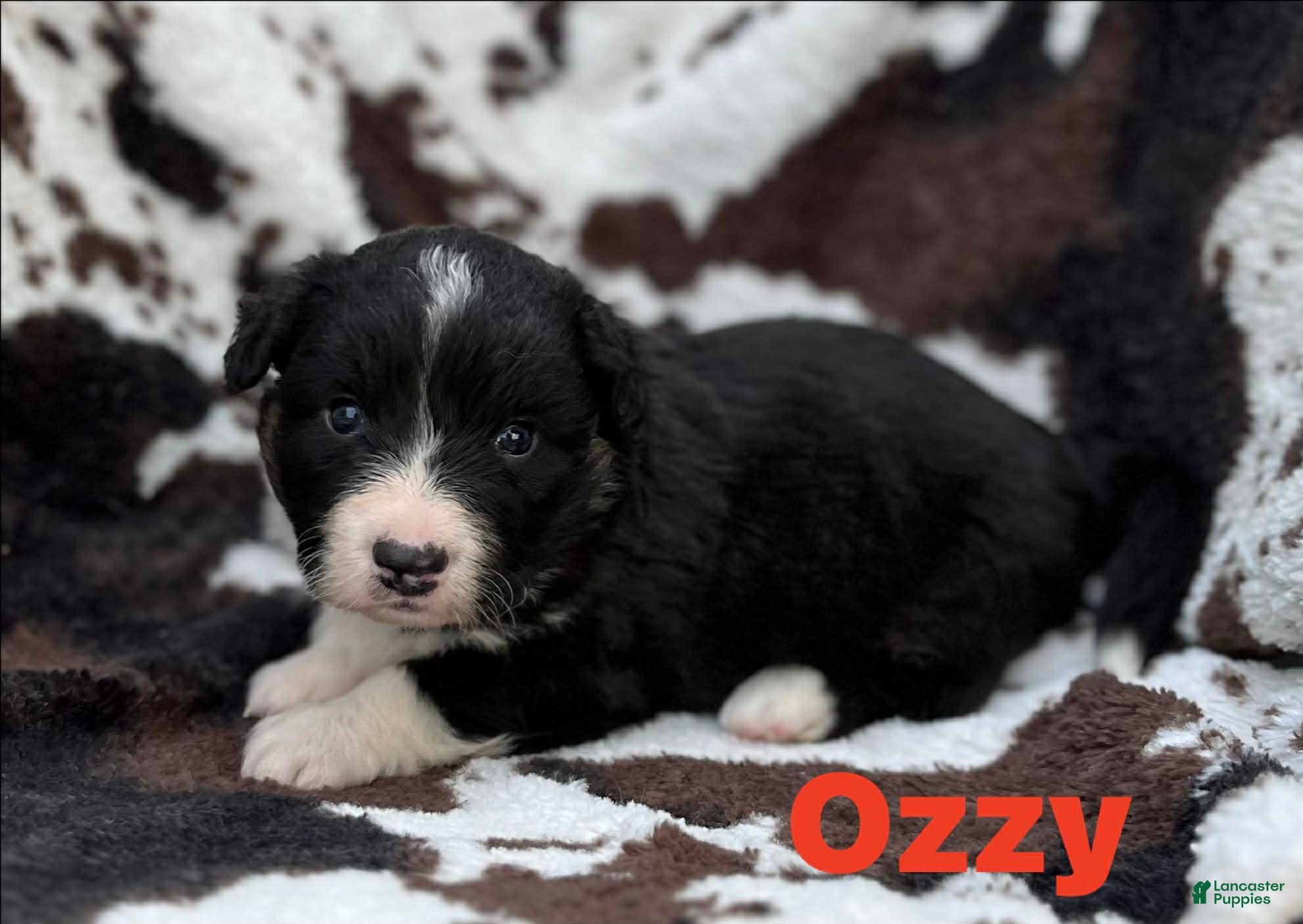 Welsh Corgi Cardigan dogs Ozzy- Fluffy - Ad 9