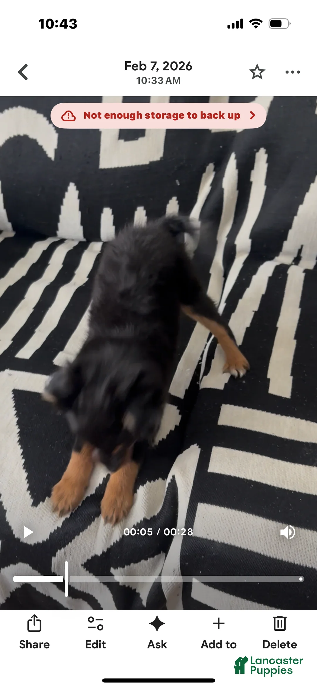 Pomapoo dogs for sale: Pomapoo Puppy 2 - Ad 2