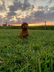 Irish Setter dogs Coral - Ad 8