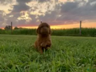 Irish Setter dogs Coral - Ad 8