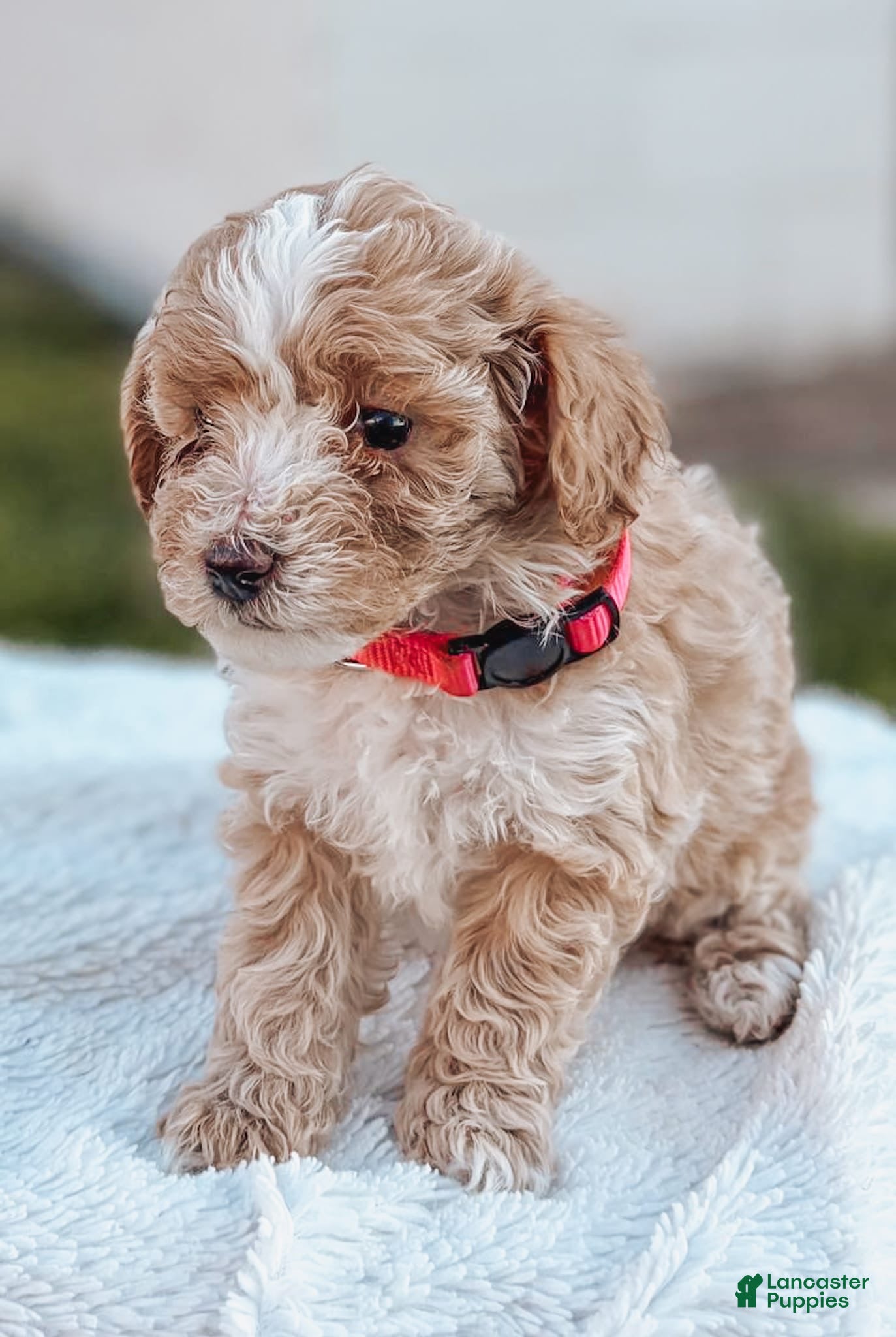 Maltipoo dogs Daisy - Ad 2