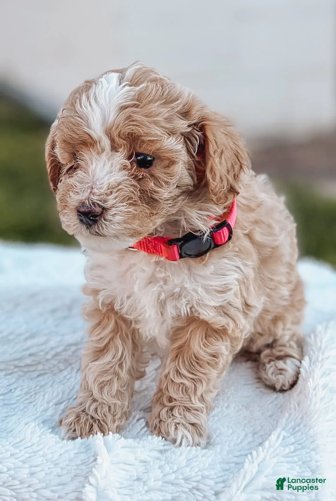 Maltipoo dogs for sale: Daisy - Ad 2
