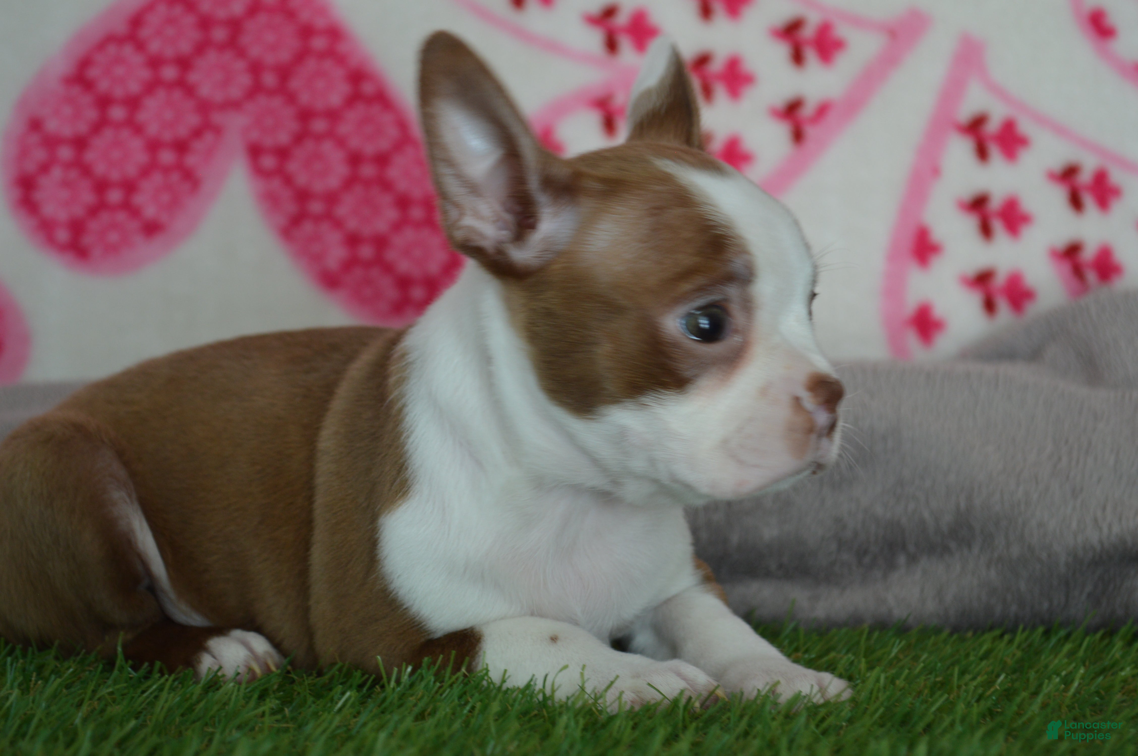 Boston Terrier dogs Tommy - Ad 10