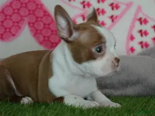Boston Terrier dogs Tommy - Ad 10