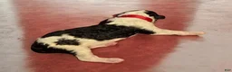 Standard Poodle dogs for sale: Red Collar parti-phantom - Ad 4