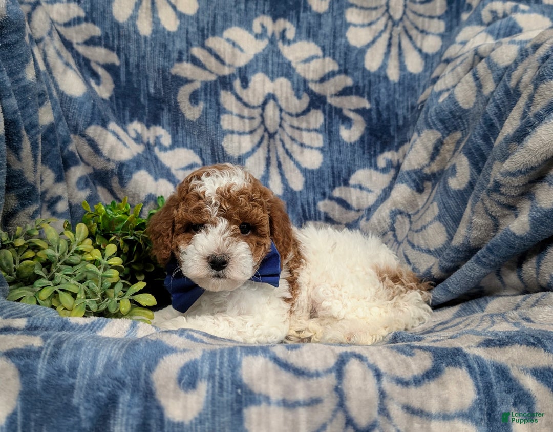 Miniature Poodle dogs for sale: Troy - Ad 4