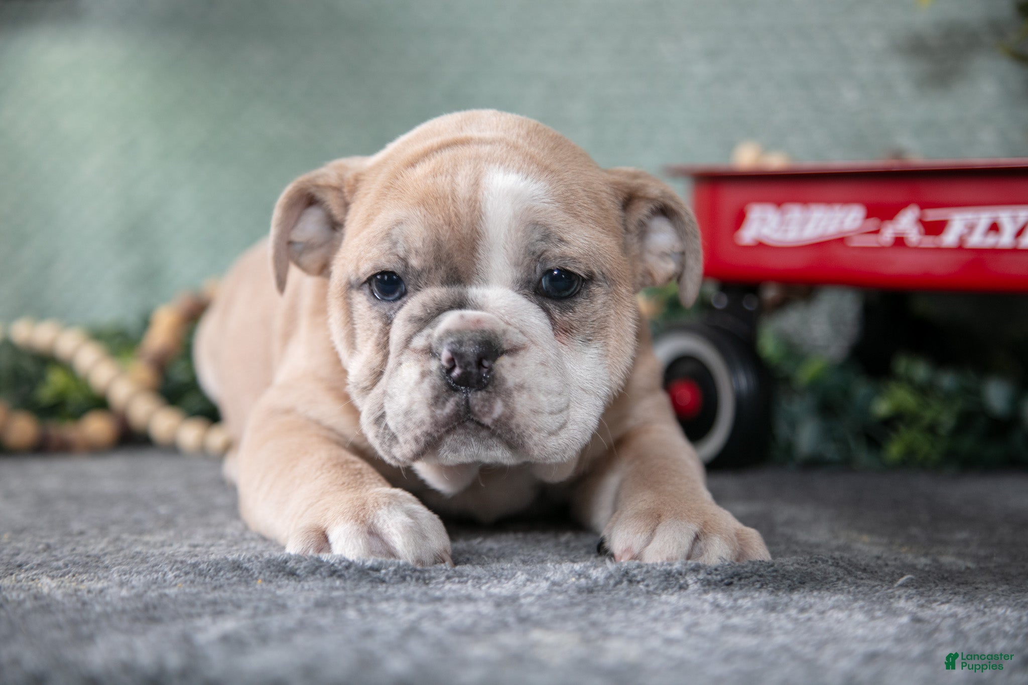 Mixed Breed dogs Travis - Ad 29